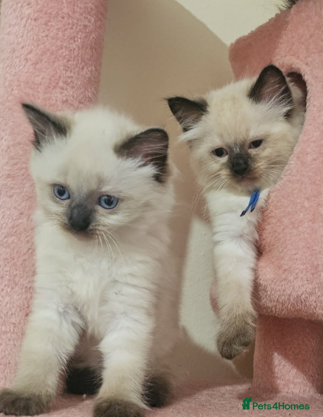 Ragdoll cats for sale: Two beautiful 5 month old Ragdoll kittens for sale - Advert 11