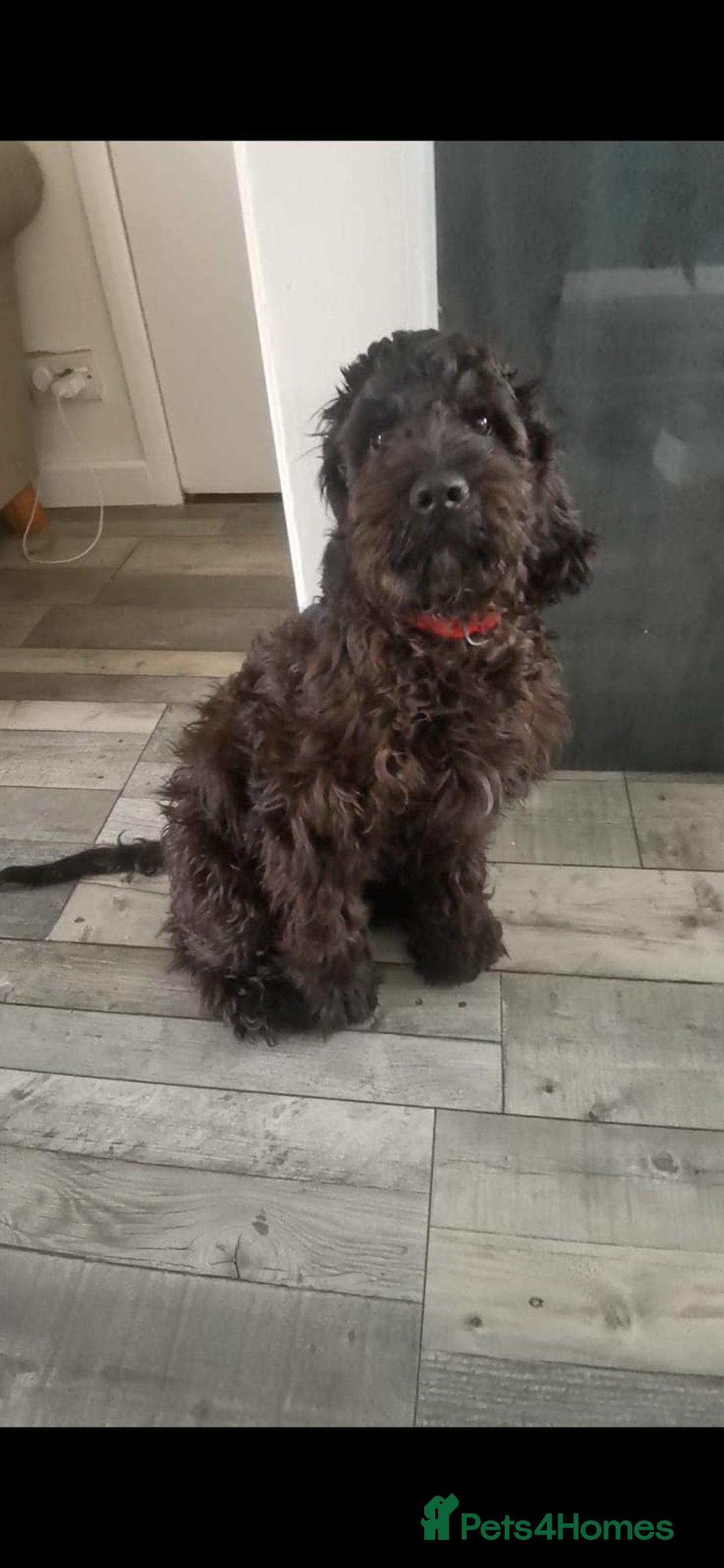 Cockapoo dogs for sale: 6 months old male cockerpoo - Image 2