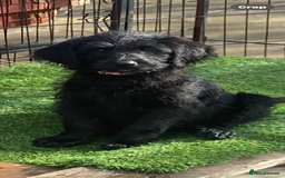 Labradoodle dogs for sale: F1 labradoodles  - Image 8