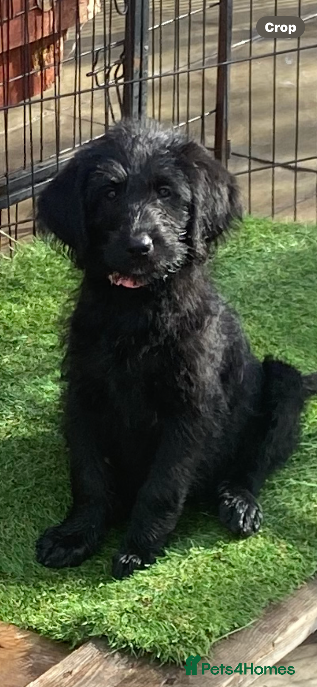 Labradoodle dogs for sale: F1 labradoodles  - Image 8