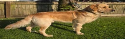 Golden Retriever dogs for sale: Wiating list for Therapy line Golden Retrievers - Advert 6