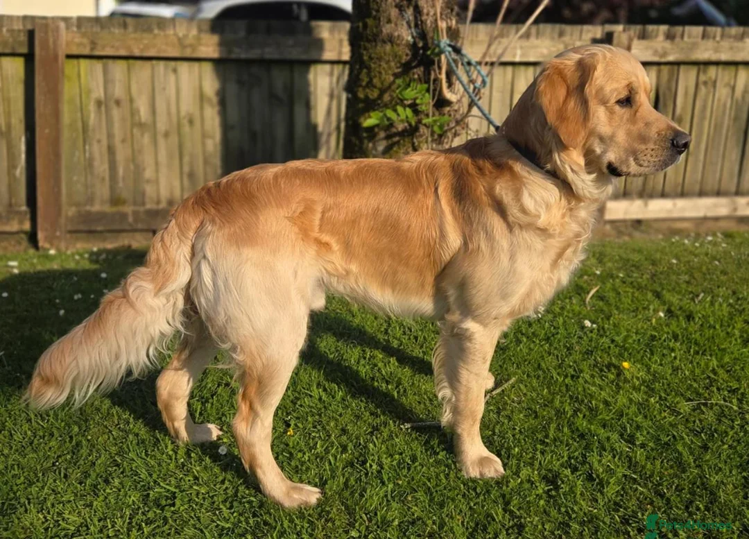 Golden Retriever dogs for sale: Wiating list for Therapy line Golden Retrievers - Advert 6