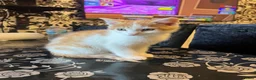 American Shorthair cats for sale: Ginger kitten  in Birmingham - Advert 4