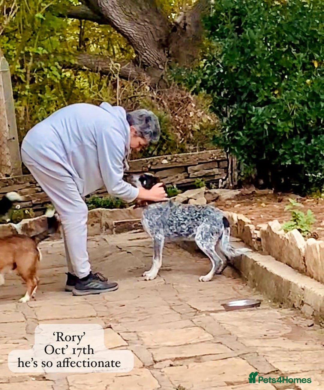 Mixed Breed dogs for adoption: Rory, 6-7 months approx. Available for adoption. - Advert 26