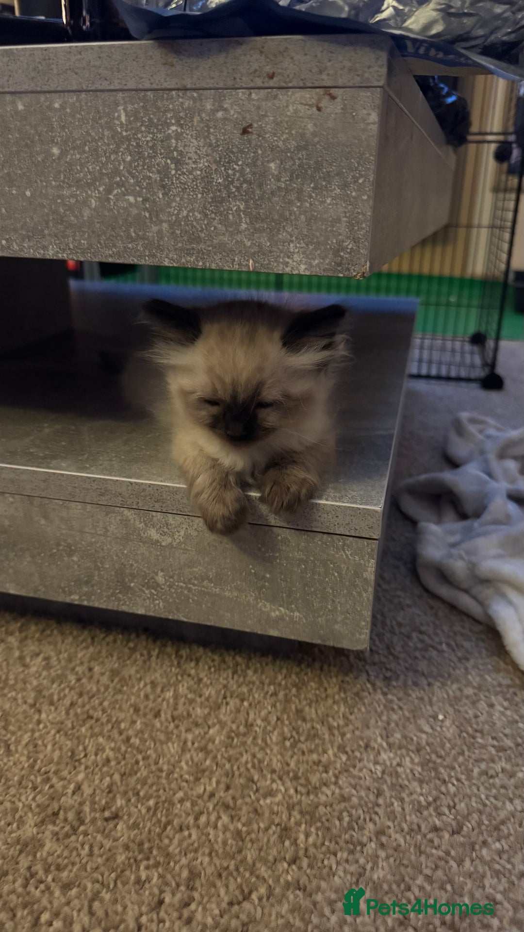 Ragdoll cats for sale: 2 beautiful female ragdoll kittens - Advert 2