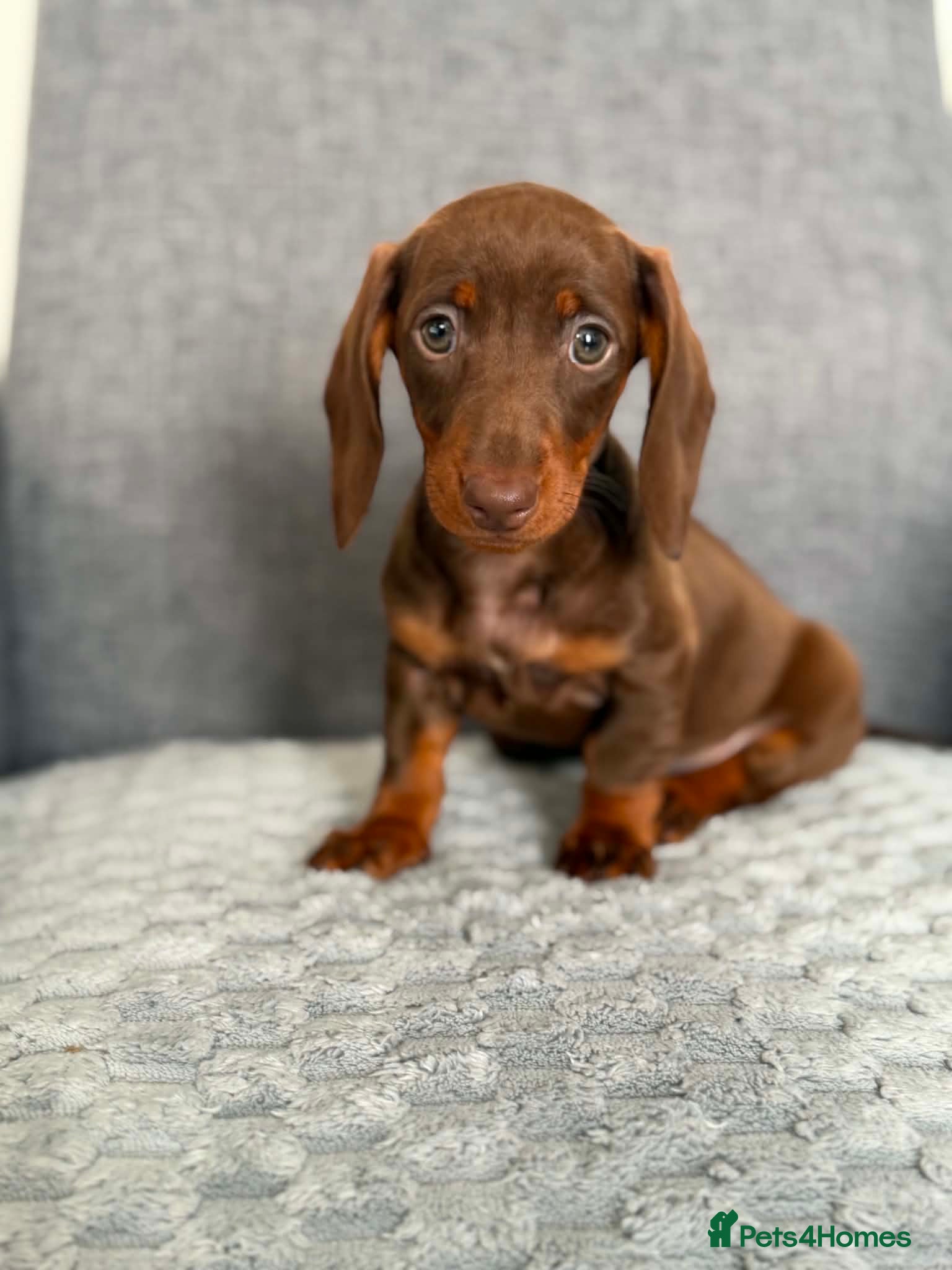 Miniature Dachshund dogs Miniature dachshund - Advert 17