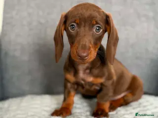 Miniature Dachshund dogs Miniature dachshund - Advert 1