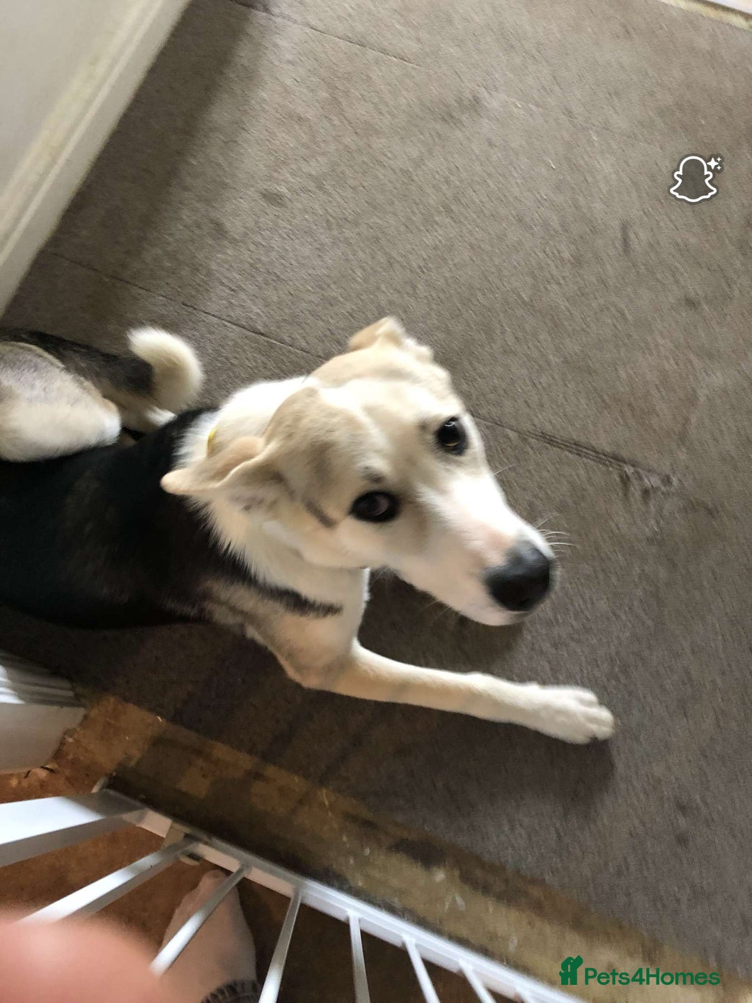 Mixed Breed dogs for sale: german shepherd pup for sale  - Image 2