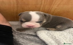 English Bulldog dogs for sale: Beautiful English bulldogs for sale 2 left - Image 7