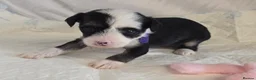 Chinese Crested dogs for sale: Pure Chinese Crested Puppies - Advert 12