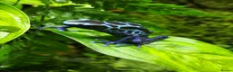 Frog reptiles for sale: Two Adult Koetari River Dart Frogs Sisters - Advert 2