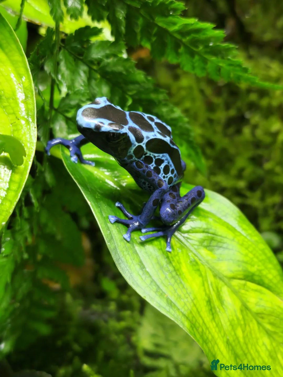 Frog reptiles for sale: Two Adult Koetari River Dart Frogs Sisters - Advert 2