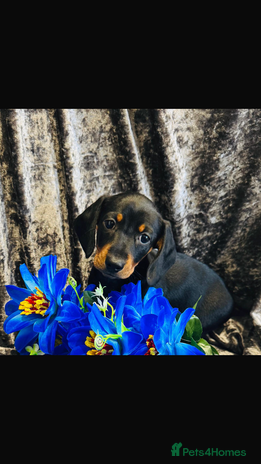 Dachshund dogs KC registration dachshund - Advert 8
