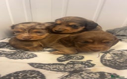 Miniature Dachshund dogs for sale: Long haired dapple miniature Dachsund puppies - Image 7