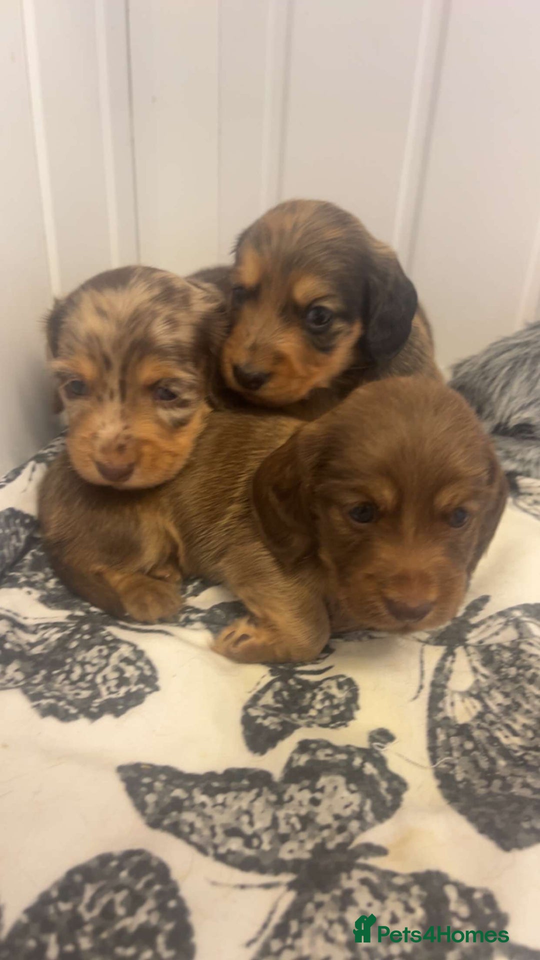 Miniature Dachshund dogs for sale: Long haired dapple miniature Dachsund puppies - Image 7