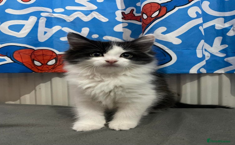 Mixed Breed cats - Advert 1