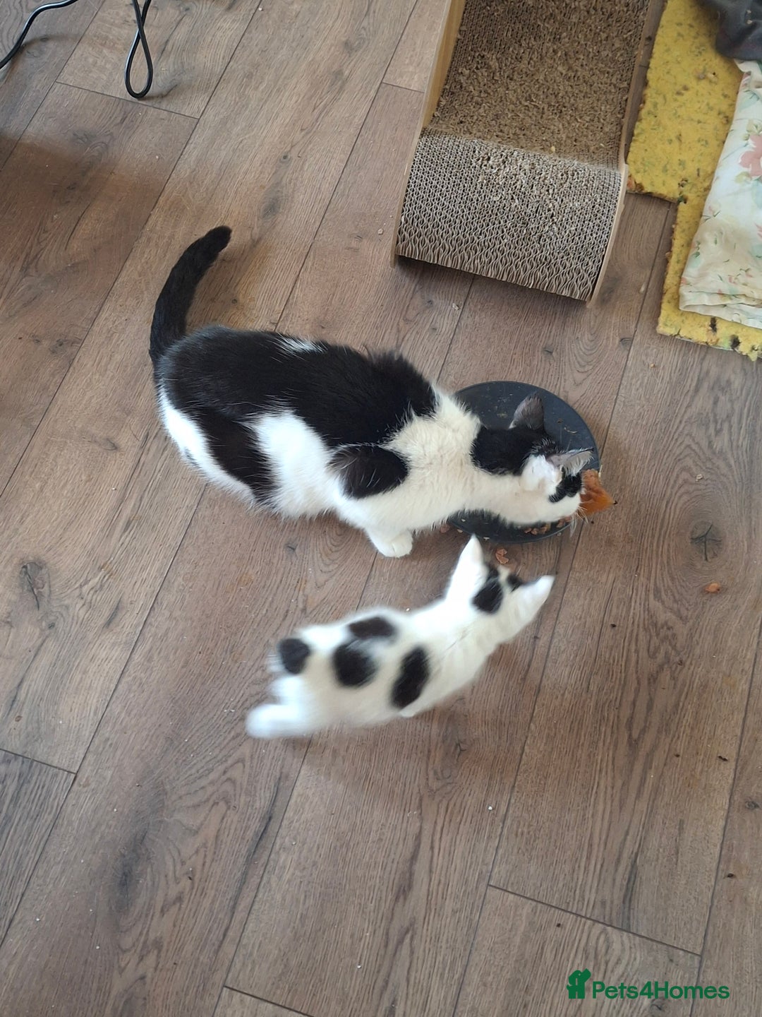 Mixed Breed cats for sale: Mother & Daughter Cat, Looking for a Loving Home - Advert 3