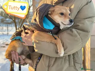 Mixed Breed dogs 💙🐶 TUTTY 🐶💙 - Advert 1