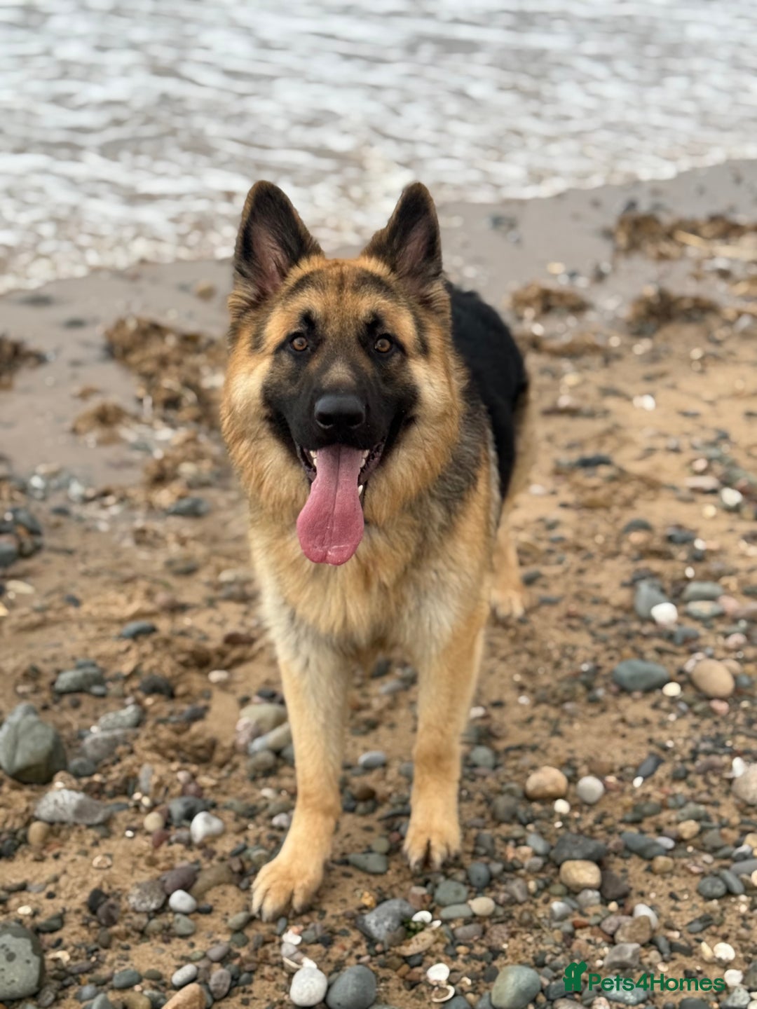 German Shepherd dogs for stud: German Shepherd Stud - Advert 1