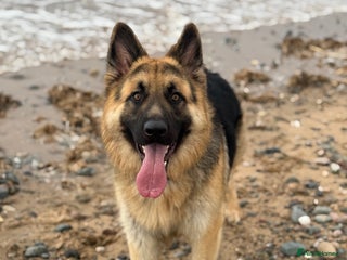 German Shepherd dogs German Shepherd Stud - Advert 1