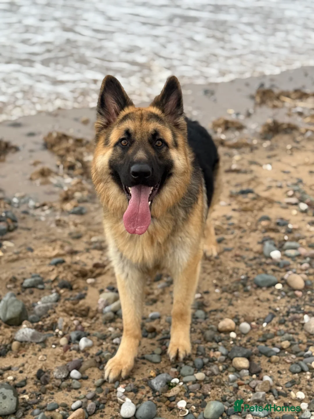 German Shepherd dogs for stud: German Shepherd Stud - Advert 3