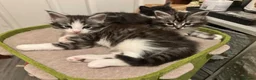 Maine Coon cats for sale: Maine coon cross - Advert 18