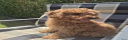 Toy Poodle dogs for sale: Toy Poodle Puppy 🐩 - KC Registered/Health Tested  - Advert 4