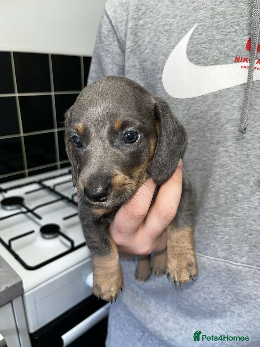 Dachshund dogs for sale: 🩶Silver miniature dachshunds litter READY TO GO🩶 - Image 8