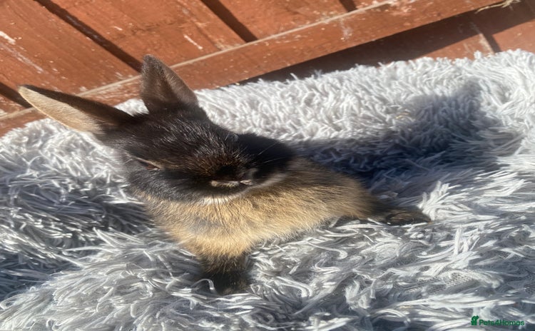 Netherland Dwarf rabbits - Advert 1
