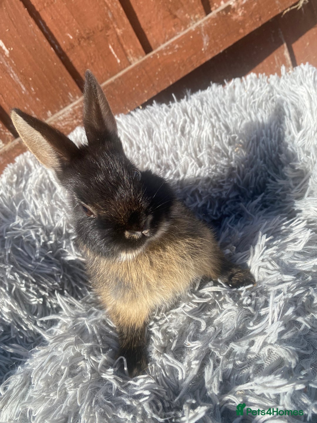Netherland Dwarf rabbits for sale: Netherland dwarf - Image 1