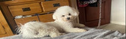 Bichon Frise dogs for stud: Bichon Frise *for stud only* in Hoddesdon - Advert 6