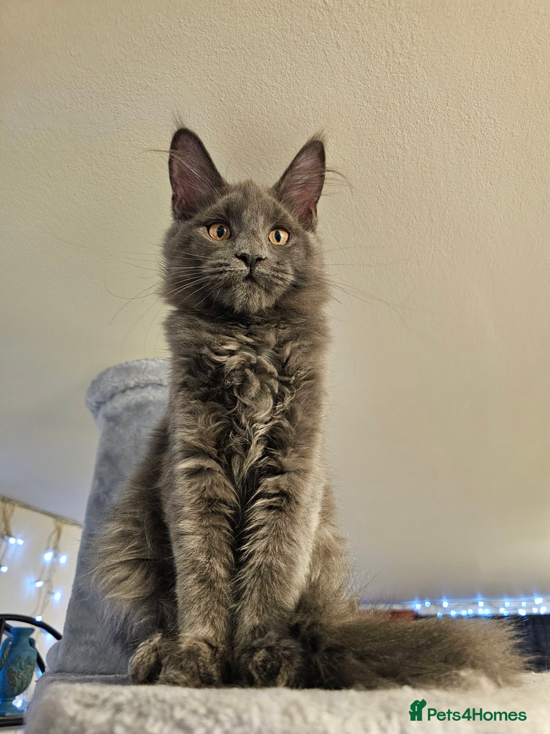 Maine Coon cats for sale: 🔥*STUNNING Litter of 6 Solid*💎*Blue Maine Coon💎 - Advert 13