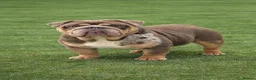 English Bulldog dogs for sale: Exceptional English Bulldog Puppies - Advert 10