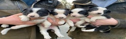 Border Collie dogs for sale: Border Collie Pups  - Advert 4