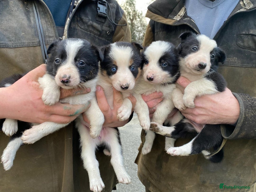Border Collie dogs for sale: Border Collie Pups  - Advert 4