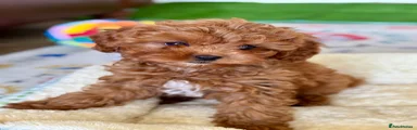 Cavapoo Puppy 6