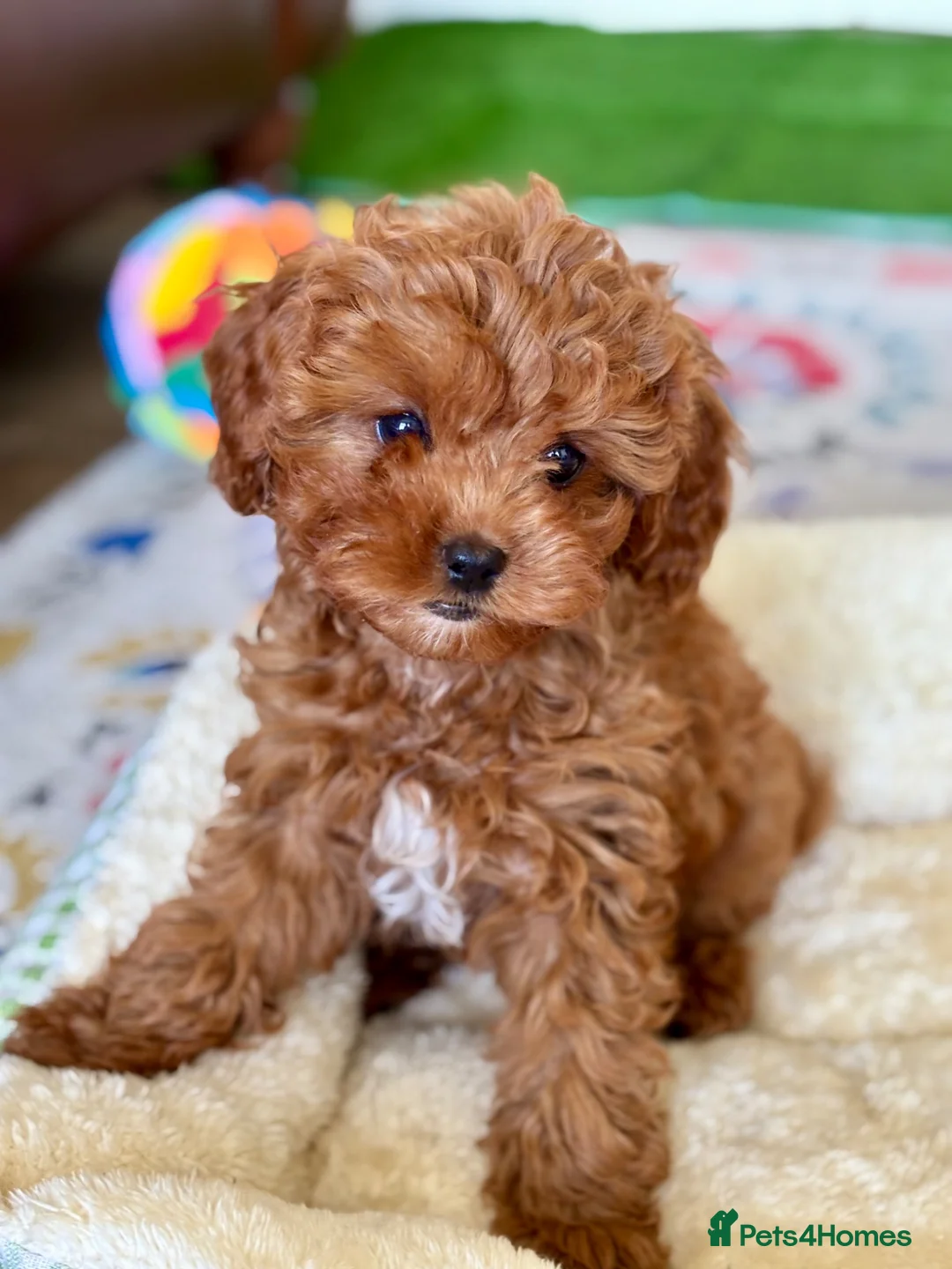 Cavapoo dogs for sale: Outstanding F1 Toy’s - Health Tested - KC parents - Advert 19