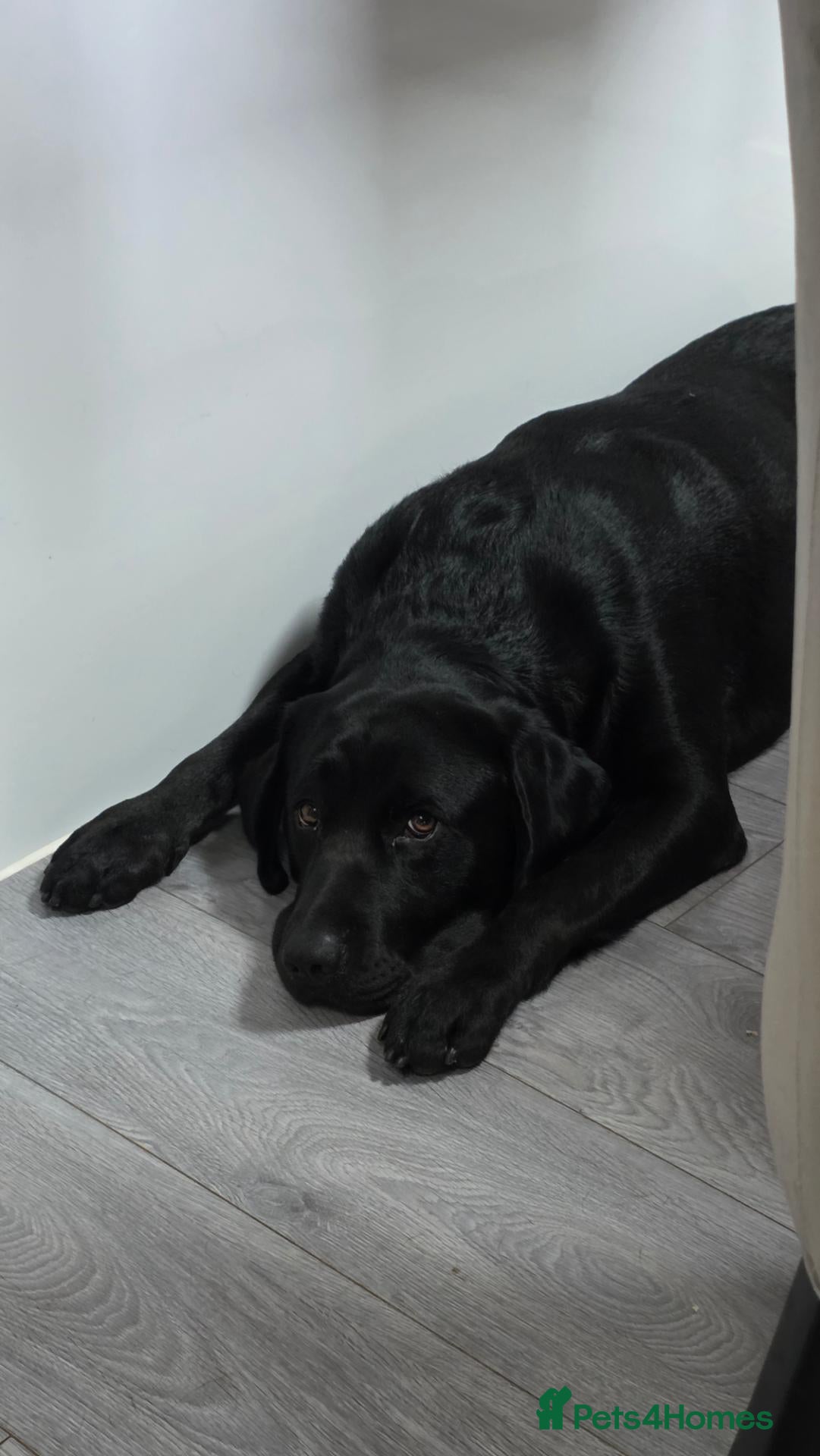 Labrador Retriever dogs Oakley - Advert 1