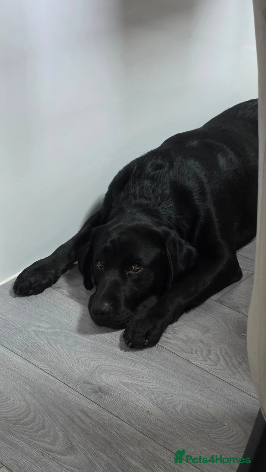 Labrador Retriever dogs for sale: Oakley in Wigan - Advert 1