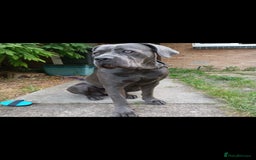 Cane Corso dogs for sale: Beautiful Blue Cane Corso Puppies - Image 12