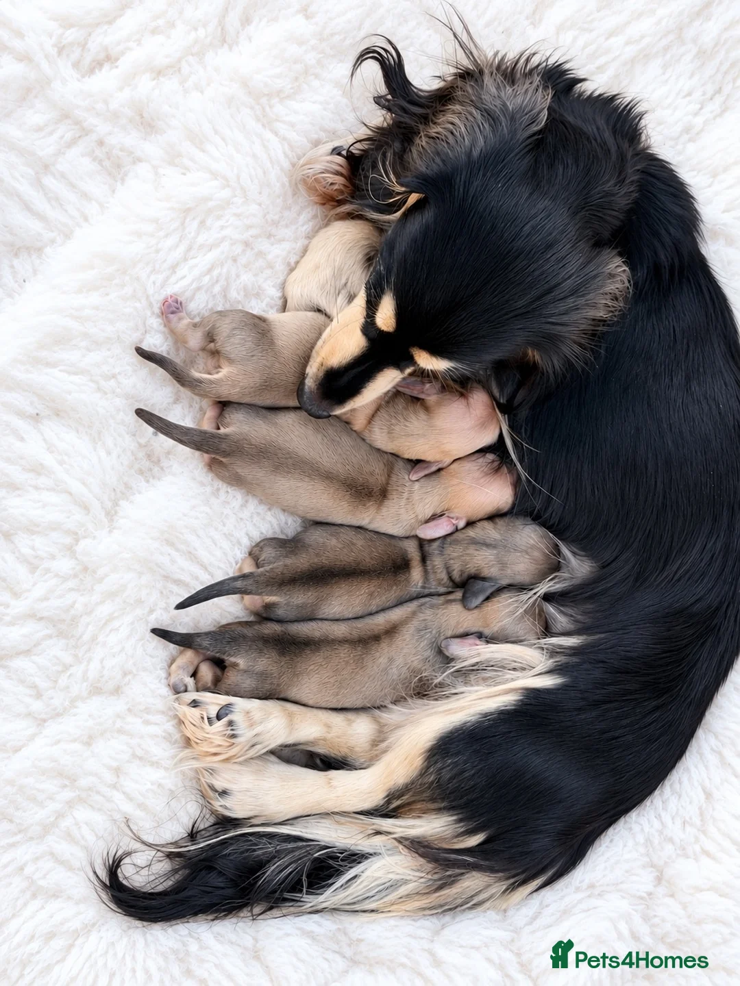 Miniature Dachshund dogs for sale: Long haired shaded creams  - Advert 2