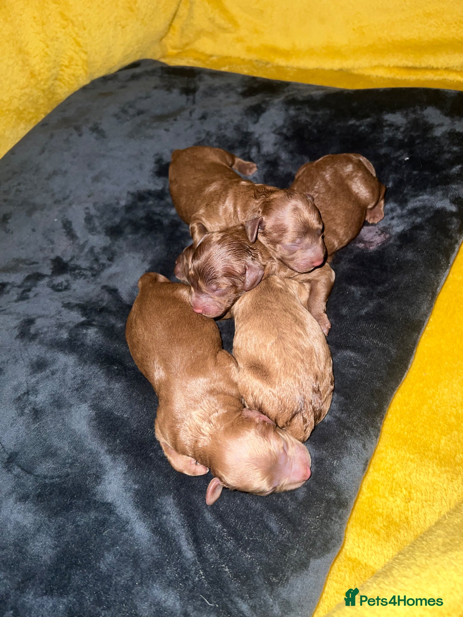 Cavapoo dogs Beautiful Cavapoo puppies for sale  - Advert 1