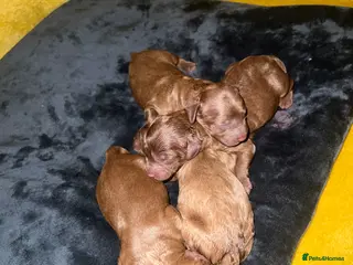 Cavapoo dogs Beautiful Cavapoo puppies for sale - Advert 1