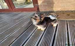 Biewer Terrier dogs for stud: Purebred Pedigree Biewer Terrier Proven Stud in Merthyr Tydfil - Image 22