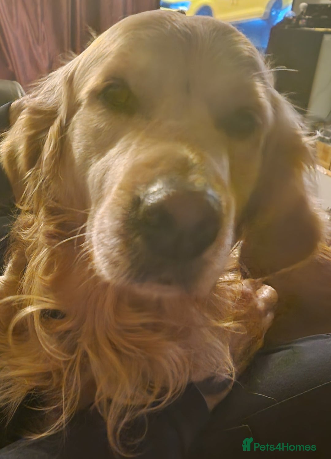 Golden Retriever dogs for sale: Available for STUD - Image 6