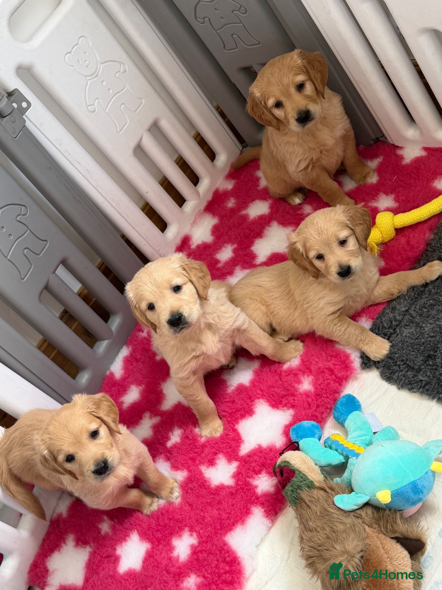 Golden Retriever dogs Kennel club registered beautiful litter of puppies - Advert 3