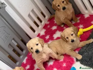 Golden Retriever dogs Kennel club registered beautiful litter of puppies - Advert 3