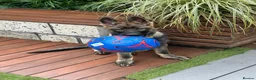 German Shepherd dogs for sale: 4 months old German Shepherd puppy - Advert 4