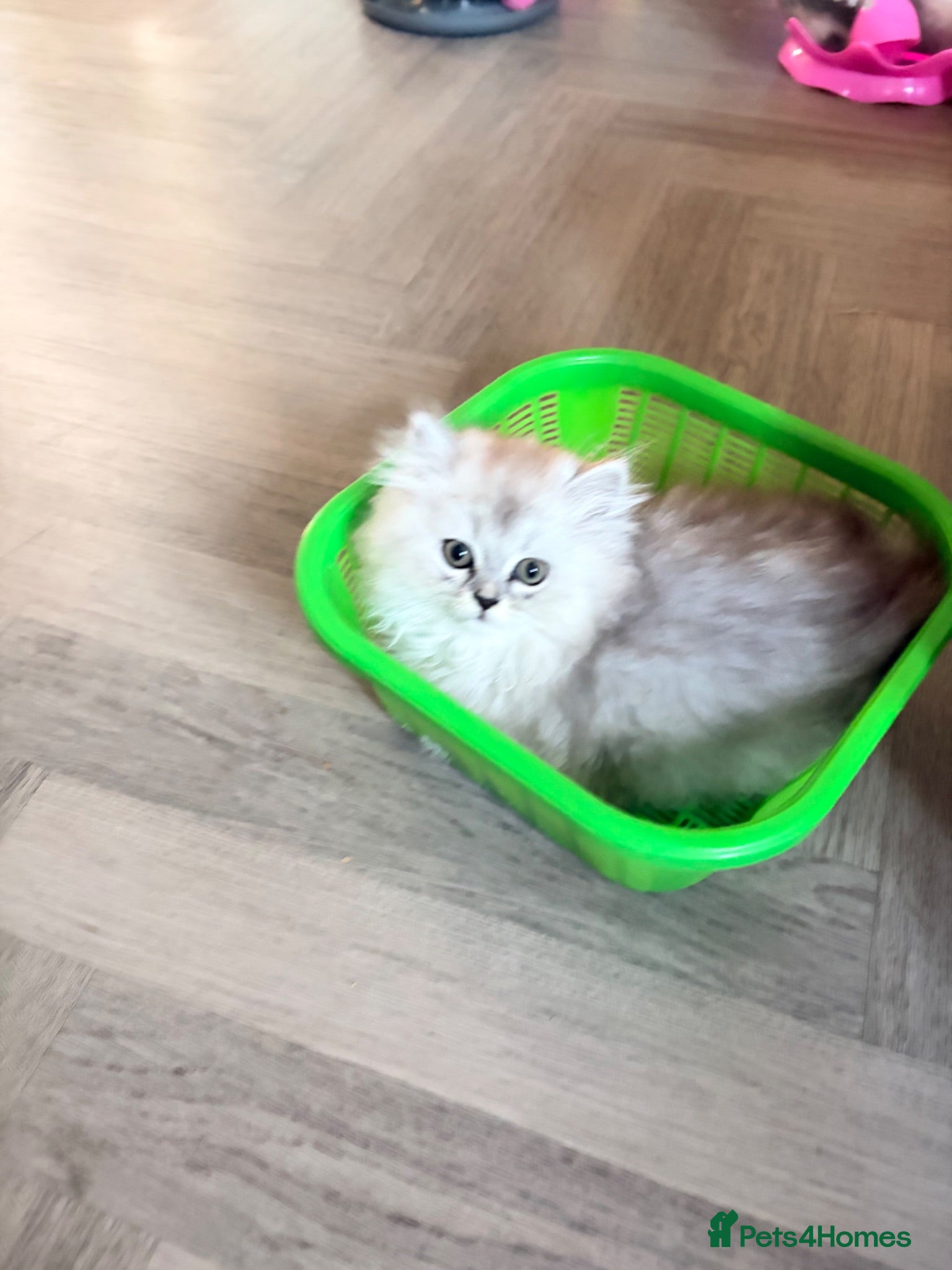 British Longhair cats British Shorthair/Persian chinchilla kittens  - Advert 8