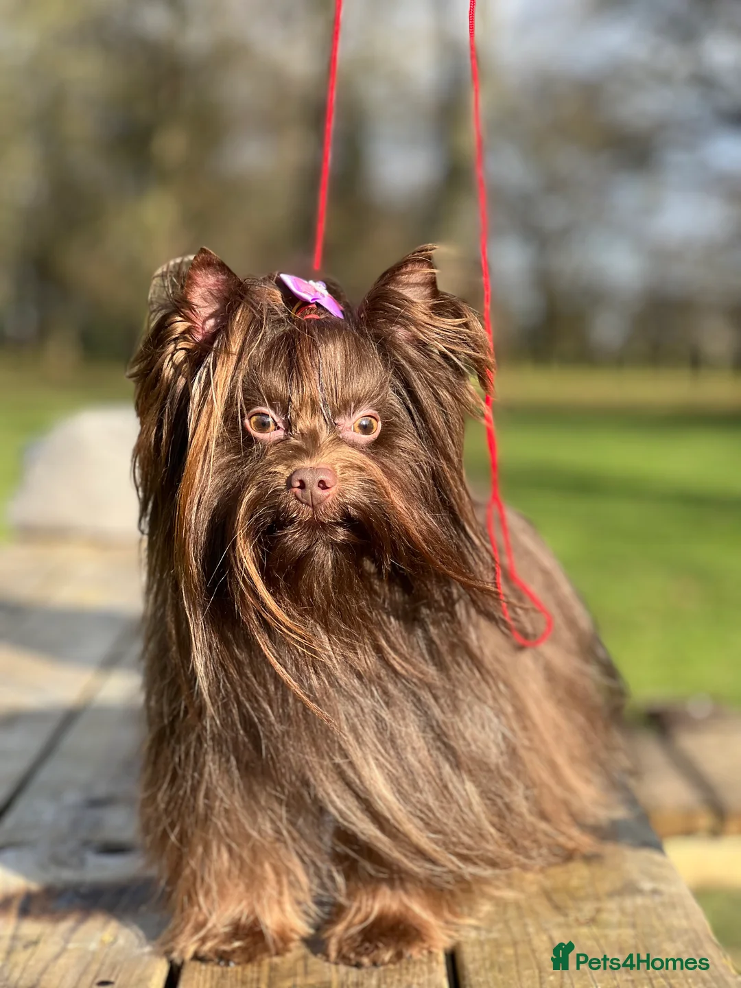 Yorkshire Terrier dogs for stud: DNA tested Tiny Biro and Choco Stud Boys   in Coventry - Advert 5